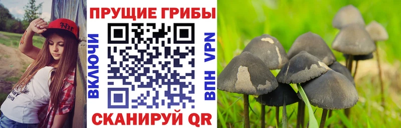 Псилоцибиновые грибы Magic Shrooms  Костомукша 